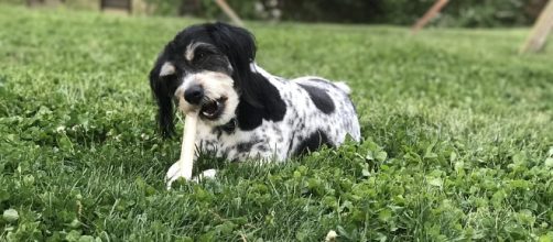 The FDA has warned dog owners to avoid turkey and chicken bones, but also bone treats. - [Image credit: Pixabay/CC0]