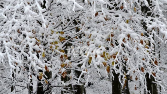 Notizie di neve - IVG.it - Le notizie dalla provincia di Savona - ivg.it