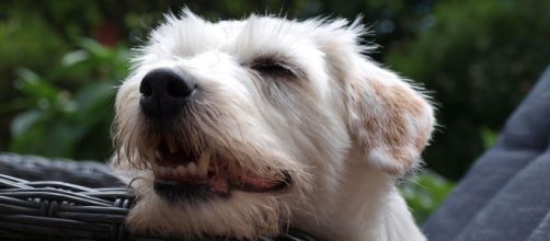 A UK photographer has been featuring his family dogs in Christmas cards for 25 years [Image credit: Pixabay/CC0]