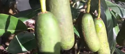 Pitless avocados also known as 'cocktail avocados' are produced due to unpollinated blossoms. - [YouTube screencap / daleysfr]