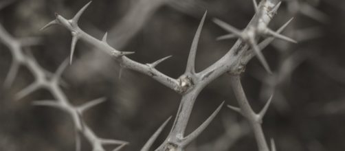 Trump seems destined to face charges of abuse. (Image via SimonMettler/Pixabay)