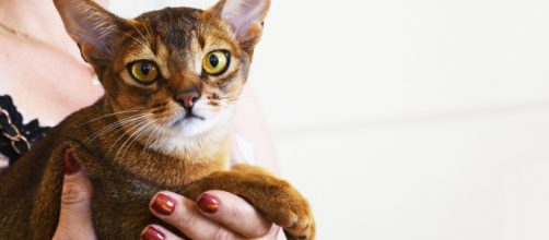 Squeaking by in Alabama -- meow! (Image Mimzy Pixabay)