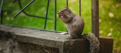 Squirrel who was rescued eight years ago keeps coming back to say hello. - [Image credit: Pixabay/CC0]