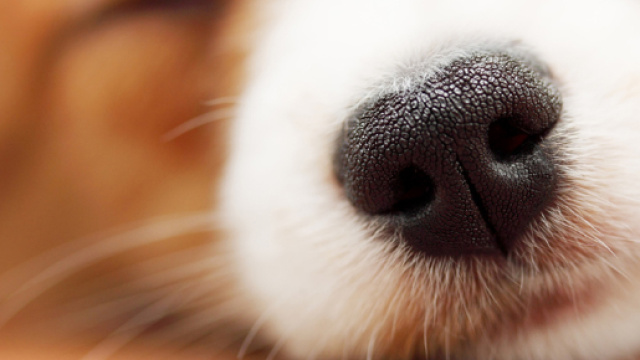 Cani fiutano i tumori prima delle analisi mediche