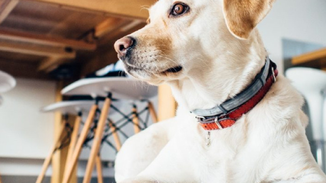 Cani scoprono i tumori prima che si manifestano i sintomi?
