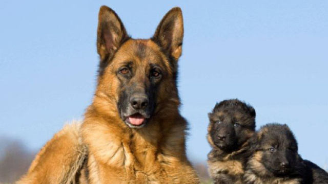 La storia di un cane specializzato in urologia