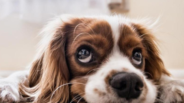 Cani dalle doti magiche: individuano i tumori prima dell'uomo