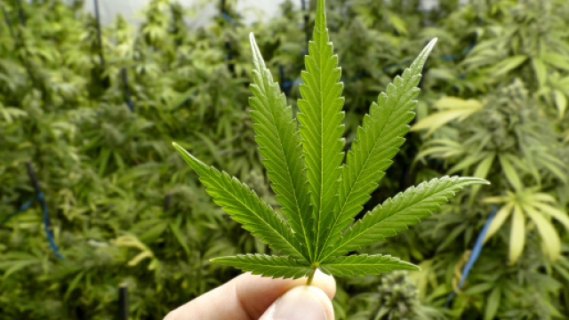 Cannabis | L'Huffington Post - huffingtonpost.it