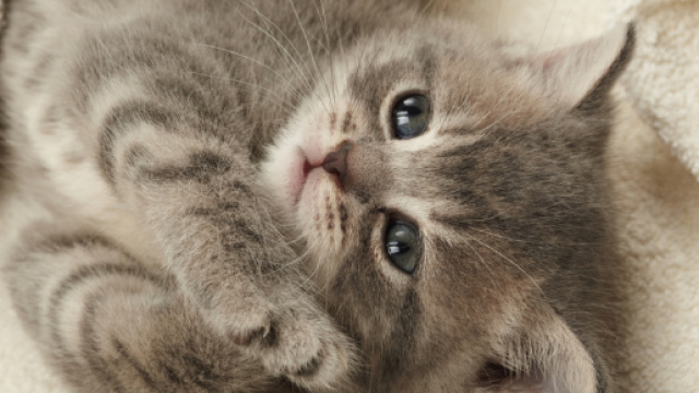 Comune spende 2000 euro per curare un gatto: i cittadini protestano