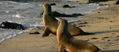 A pair of sea lions (Image credit &ndash; Charlesjsharp, Wikimedia Commons)
