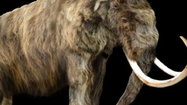 Lo scheletro di un esemplare di mammut lanoso in eccezionale stato di conservazione, &egrave; stato venduto ieri all'asta per 548mila. Foto: Facebook.