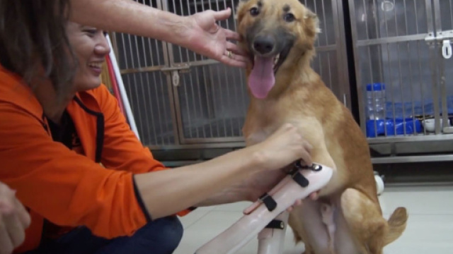 Cola, il cane con le protesi alle zampe