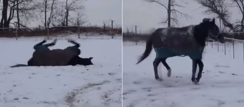 Horse plays in snow in Michigan. Image Credit: Blasting News