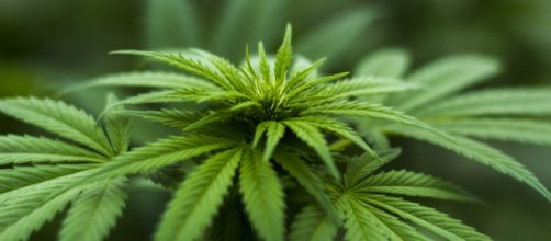 Cannabis - Photo courtesy of herbalhemp on Pixabay