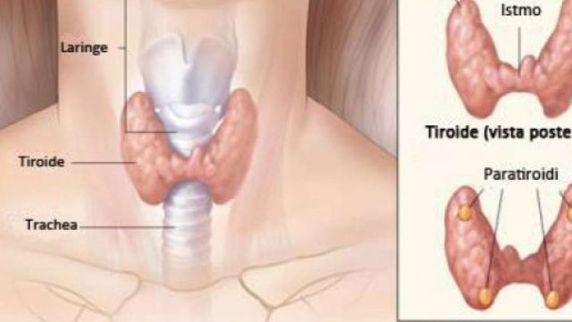 6 alimenti che danneggiano la tiroide - mobinews.it