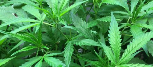 AG Sessions reverses federal sentiment on marijuana -- photo courtesy of Jennifer Martin via Wikimedia Commons