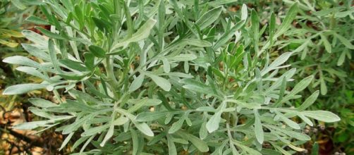 Losna com seu sabor amargo mas de grande proveito para a sa&uacute;de