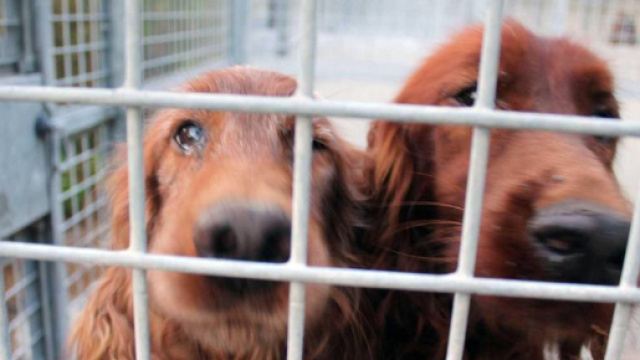 Denunciati 5 uomini dalla magistratura