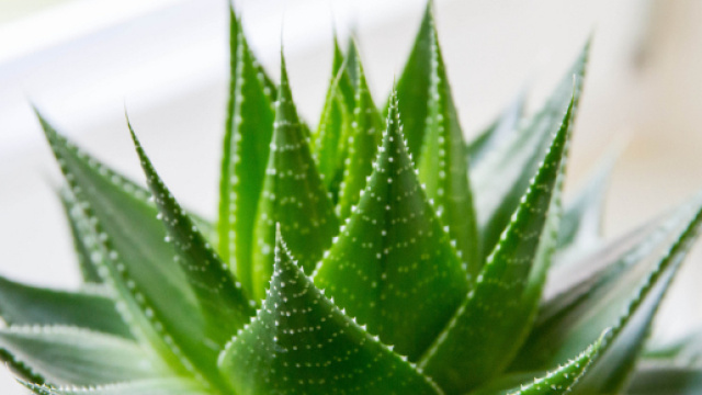 Naturopata cercava di curare l'obesit&agrave; con aloe vera ed &egrave; stato condannato