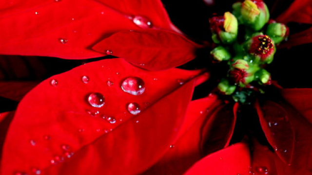 Simbologia della Stella di Natale | - cavernacosmica.com