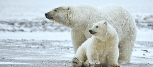 The Republican tax bill will now open drilling in the Arctic National Wildlife Refuge. [Image credit - naturespicsonline | Wikimedia