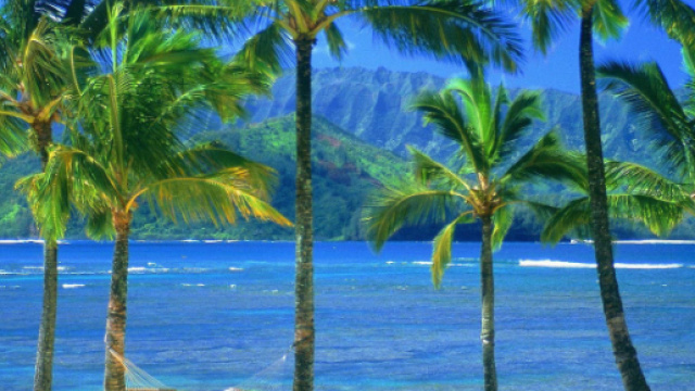 Nelle Filippine un uomo ha vissuto per tre anni su una palma