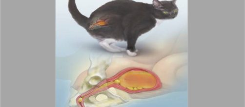 Mais &aacute;gua ajuda a diluir a urina e previne a obstru&ccedil;&atilde;o urin&aacute;ria