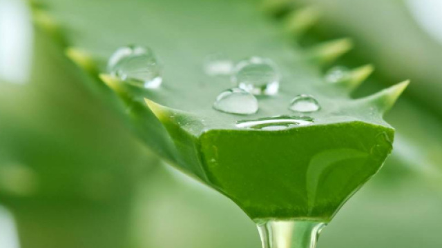 Aloe utilizzata per combattere l'obesit&agrave;