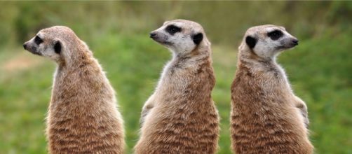 Universal coverage expands to ethics. (Image Carlosgmenezo Pixapay)\