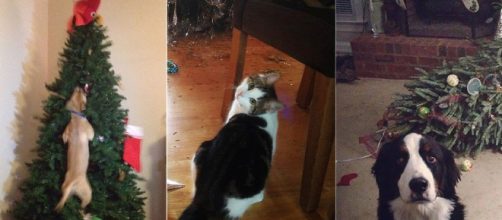 Dogs and cats ruining Christmas. Image Credit: Blasting News
