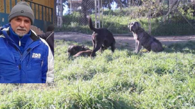 Immagine dei tre cani di repertorio. In foto a sinistra Agatino Zuccaro, 52 anni.