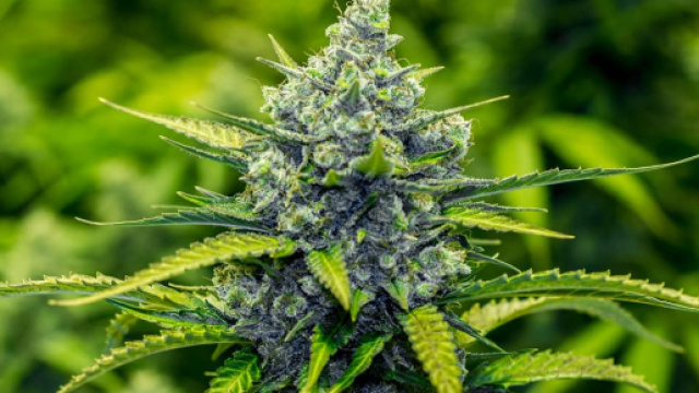 Notizie, News e Curiosit&agrave; a Tema con La Marijuana / Cannabis - smoketrip.it