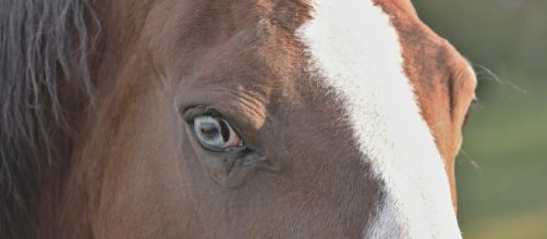 Seeing is an inner miracle. (Image manfredrichter Pixabay)