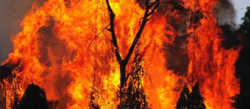 A forest fire. [Image credit: Yeo Kai Wen via Flickr]