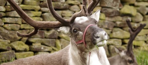 Reindeer - Image courtesy L0nd0ner on Pixabay