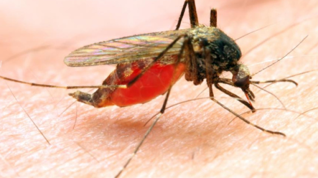 Malaria a Chivasso: fratelli sudanesi ricoverati