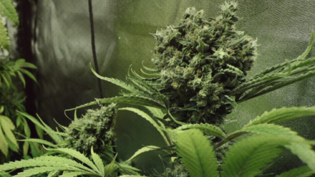 Marijuana: ecco le scoperte legate a rapporti intimi, stress e cancro nonch&eacute; tumori