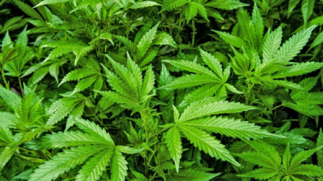 Marijuana: sesso, stress e tumori - Focus.it - focus.it