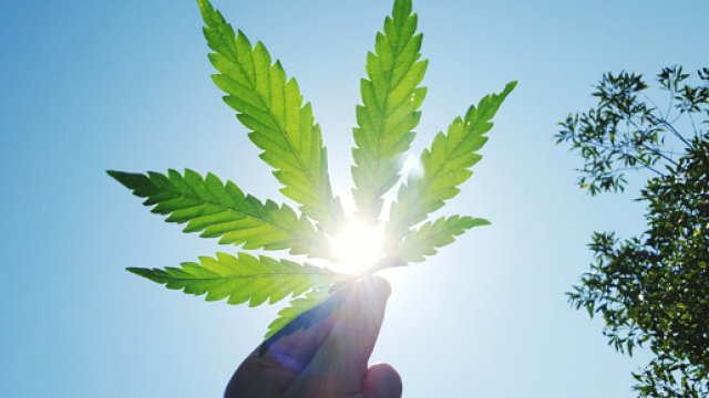 Marijuana: effetti e rischi sulla nostra salute