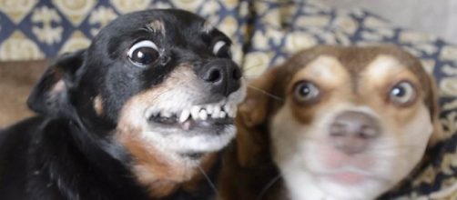 Fet&uacute;cia e seu companheiro Mini Neno.