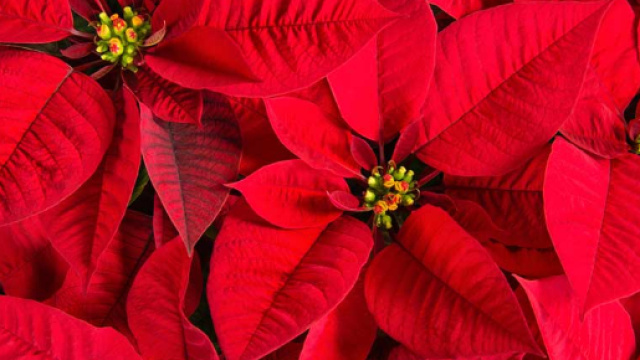 Consigli e trucchi per salvare la stella di natale