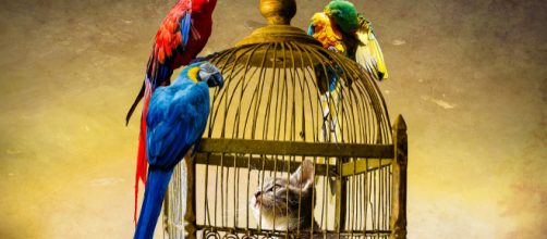 Trump paves the way for single payer (Image CCO Creative Commons Pixabay