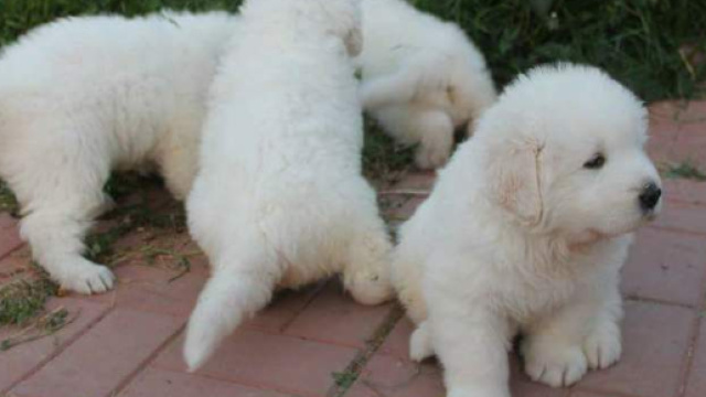 Cuccioli di pastore maremmano abruzzese