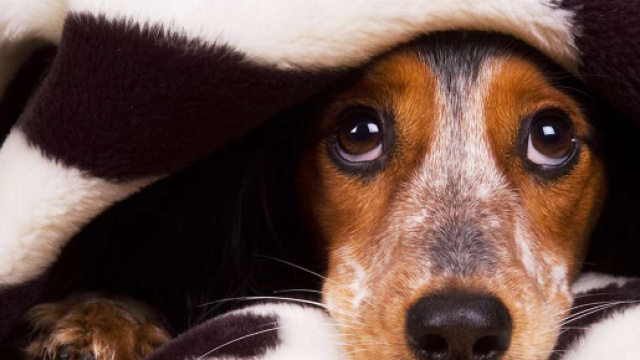 Petizione: NO AI BOTTI DI CAPODANNO, I CANI MUOIONO DI PAURA ... - firmiamo.it