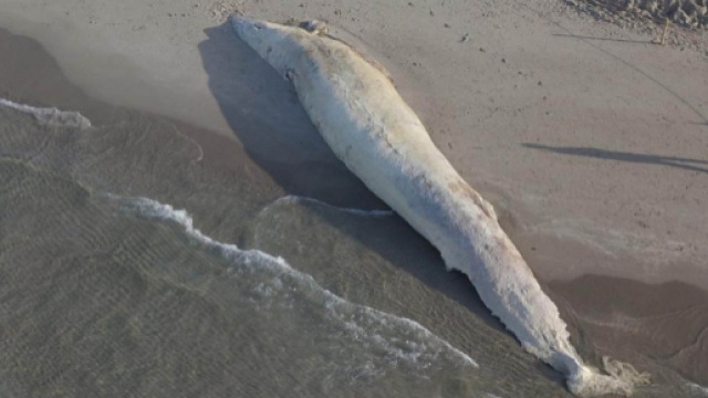 Funerali d'oro per la balena spiaggiata, le foto dal cielo - Foto ... - lanuovasardegna.it