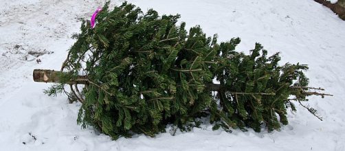 5 Ways To Recycle Your Christmas Tree [Image via Depolo/Flickr.com]