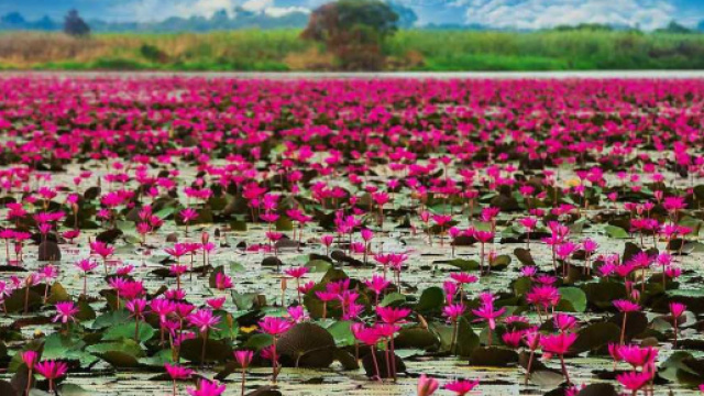 In Thailandia c'&egrave; un incredibile lago ricoperto di fiori di loto ... - siviaggia.it