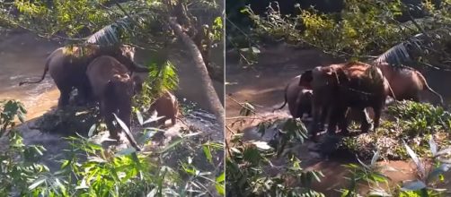 Heart-warming moment when a baby elephant is rescued from a well. Image Credit: Own work