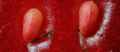 The World's Best Photos of aquenio and macro - Flickr Hive Mind - hiveminer.com