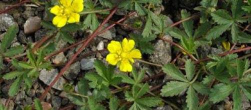 Potentilla reptans creciendo por el suelo